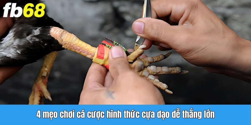 Áp dụng 4 mẹo chơi cực hay khi cá cược đá gà