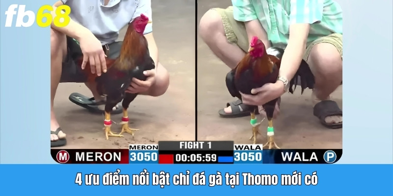 4 ưu điểm nổi bật chỉ đá gà tại Thomo mới có