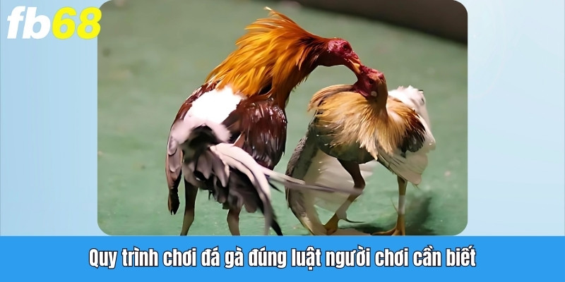 Quy trình chơi đá gà đúng luật người chơi cần biết